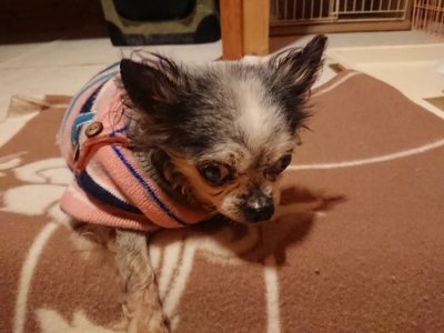f:id:roukenhome-ann:20190107074745j:plain