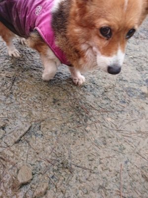 f:id:roukenhome-ann:20190107074930j:plain