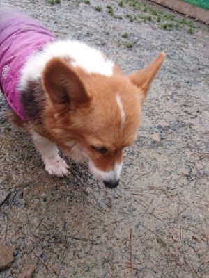 f:id:roukenhome-ann:20190107074935j:plain