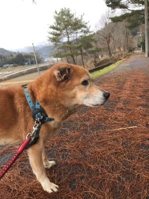 f:id:roukenhome-ann:20190107075035j:plain