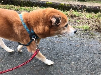 f:id:roukenhome-ann:20190107075043j:plain
