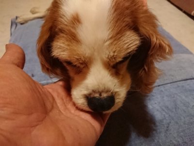 f:id:roukenhome-ann:20190107183007j:plain f:id:roukenhome-ann:20190107183007j:plain