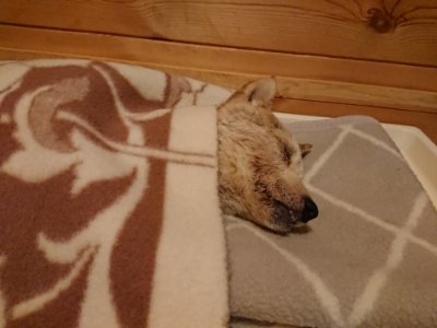 f:id:roukenhome-ann:20190107183023j:plain f:id:roukenhome-ann:20190107183023j:plain