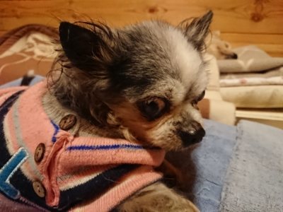 f:id:roukenhome-ann:20190107183028j:plain f:id:roukenhome-ann:20190107183028j:plain