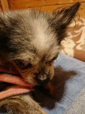f:id:roukenhome-ann:20190107183032j:plain f:id:roukenhome-ann:20190107183032j:plain