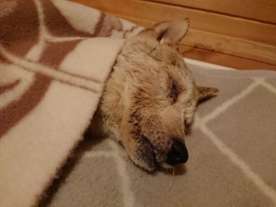 f:id:roukenhome-ann:20190107183041j:plain f:id:roukenhome-ann:20190107183041j:plain