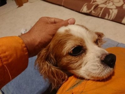 f:id:roukenhome-ann:20190107183051j:plain f:id:roukenhome-ann:20190107183051j:plain