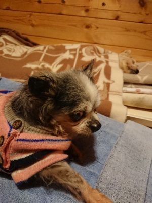 f:id:roukenhome-ann:20190107183106j:plain f:id:roukenhome-ann:20190107183106j:plain