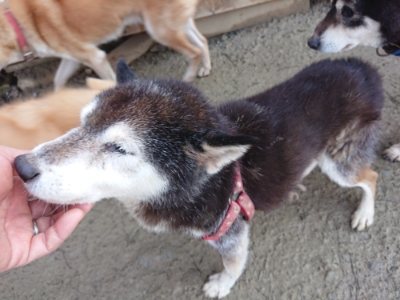 f:id:roukenhome-ann:20190107183831j:plain f:id:roukenhome-ann:20190107183831j:plain