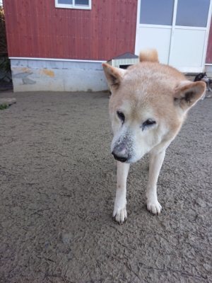 f:id:roukenhome-ann:20190107183850j:plain f:id:roukenhome-ann:20190107183850j:plain