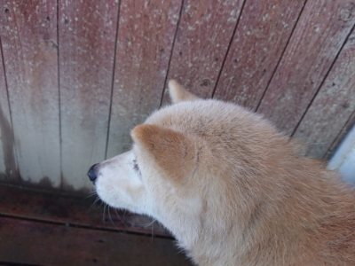 f:id:roukenhome-ann:20190107185227j:plain f:id:roukenhome-ann:20190107185227j:plain