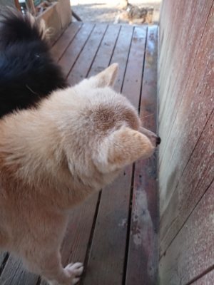 f:id:roukenhome-ann:20190107185305j:plain f:id:roukenhome-ann:20190107185305j:plain