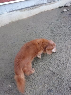 f:id:roukenhome-ann:20190107185455j:plain f:id:roukenhome-ann:20190107185455j:plain