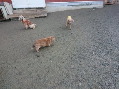 f:id:roukenhome-ann:20190107201302j:plain