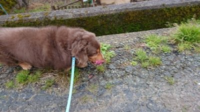 f:id:roukenhome-ann:20190107201901j:plain