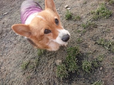f:id:roukenhome-ann:20190109052604j:plain