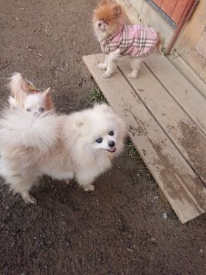 f:id:roukenhome-ann:20190109053558j:plain