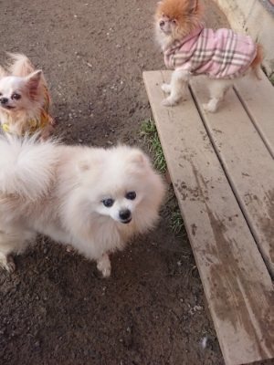 f:id:roukenhome-ann:20190109053602j:plain