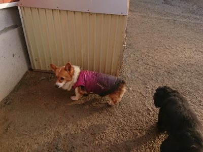 f:id:roukenhome-ann:20190109053618j:plain