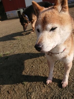 f:id:roukenhome-ann:20190109065910j:plain