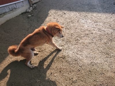 f:id:roukenhome-ann:20190109065925j:plain