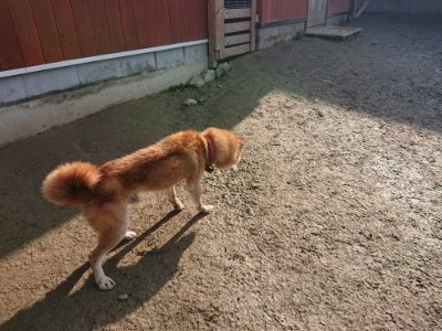 f:id:roukenhome-ann:20190109065929j:plain
