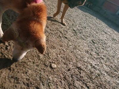 f:id:roukenhome-ann:20190109065943j:plain