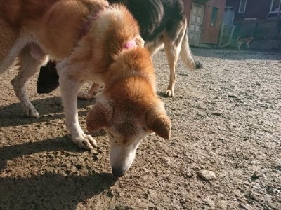 f:id:roukenhome-ann:20190109065952j:plain
