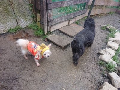 f:id:roukenhome-ann:20190110173614j:plain f:id:roukenhome-ann:20190110173614j:plain