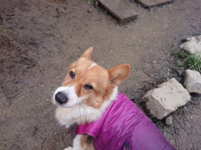 f:id:roukenhome-ann:20190110173643j:plain f:id:roukenhome-ann:20190110173643j:plain