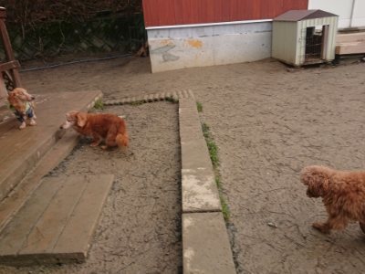 f:id:roukenhome-ann:20190110175212j:plain f:id:roukenhome-ann:20190110175212j:plain