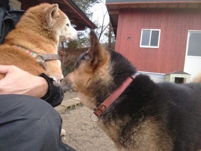 f:id:roukenhome-ann:20190110175304j:plain f:id:roukenhome-ann:20190110175304j:plain