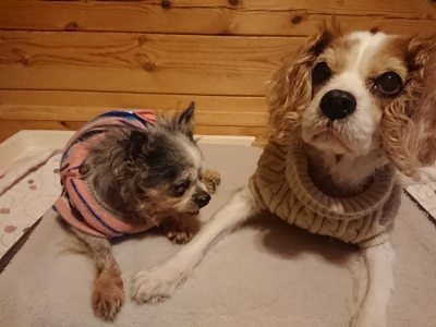 f:id:roukenhome-ann:20190110182004j:plain