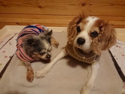 f:id:roukenhome-ann:20190110182053j:plain