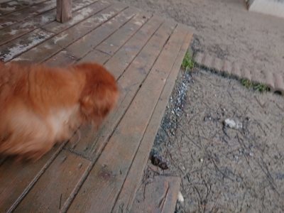 f:id:roukenhome-ann:20190110183841j:plain