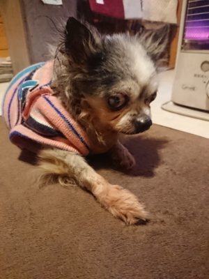 f:id:roukenhome-ann:20190110183924j:plain