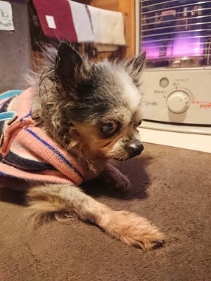 f:id:roukenhome-ann:20190110183952j:plain