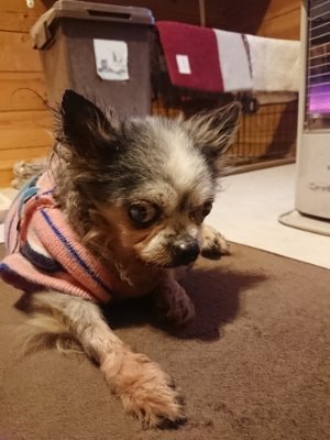 f:id:roukenhome-ann:20190110183958j:plain