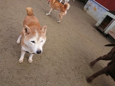 f:id:roukenhome-ann:20190111191411j:plain