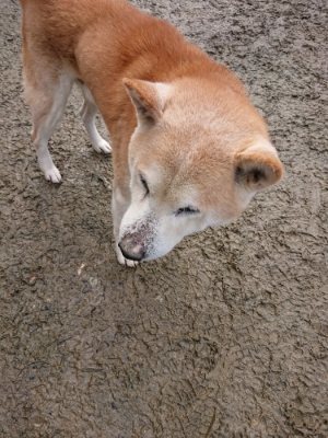 f:id:roukenhome-ann:20190111191521j:plain