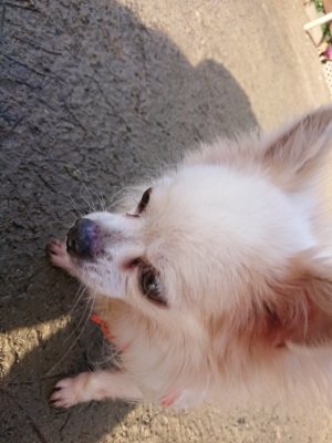 f:id:roukenhome-ann:20190111192354j:plain