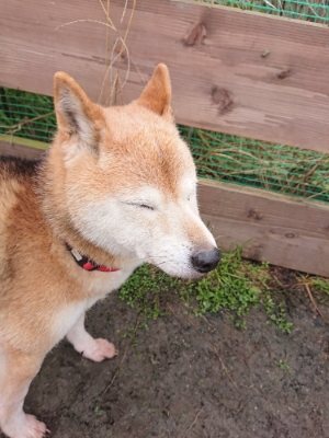 f:id:roukenhome-ann:20190111192442j:plain
