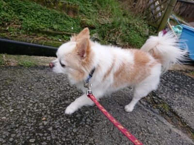 f:id:roukenhome-ann:20190111210945j:plain