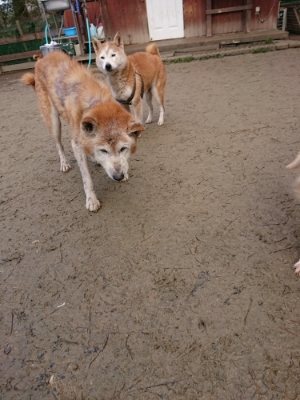 f:id:roukenhome-ann:20190111211150j:plain