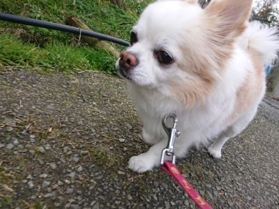 f:id:roukenhome-ann:20190111211211j:plain