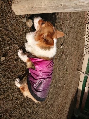 f:id:roukenhome-ann:20190111212135j:plain