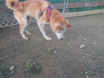 f:id:roukenhome-ann:20190114074931j:plain f:id:roukenhome-ann:20190114074931j:plain