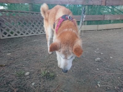 f:id:roukenhome-ann:20190114074949j:plain f:id:roukenhome-ann:20190114074949j:plain