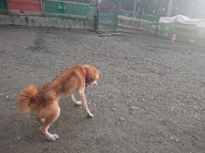 f:id:roukenhome-ann:20190114075049j:plain f:id:roukenhome-ann:20190114075049j:plain