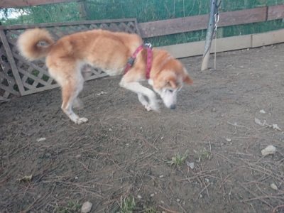 f:id:roukenhome-ann:20190114075139j:plain f:id:roukenhome-ann:20190114075139j:plain